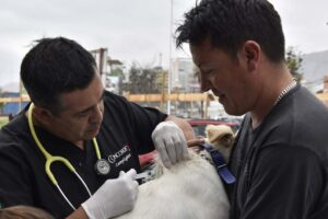 veterinario impianta un chip sotto pelle ad un cane