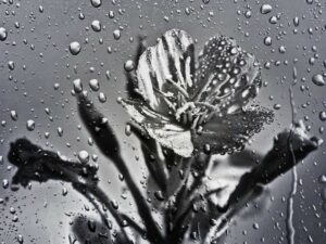Fiore ingrigito sotto la pioggia