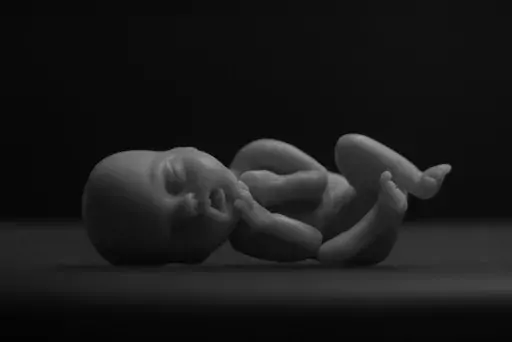 modellino di un feto umano