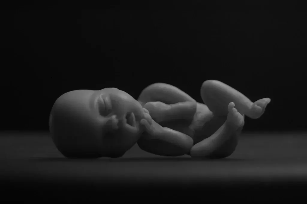 modellino di un feto umano